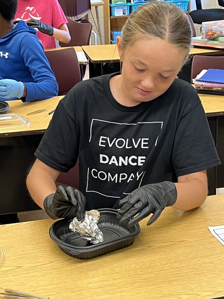 a student looks apprehensive as she begins to dissect an owl pellet at his desk over a container
