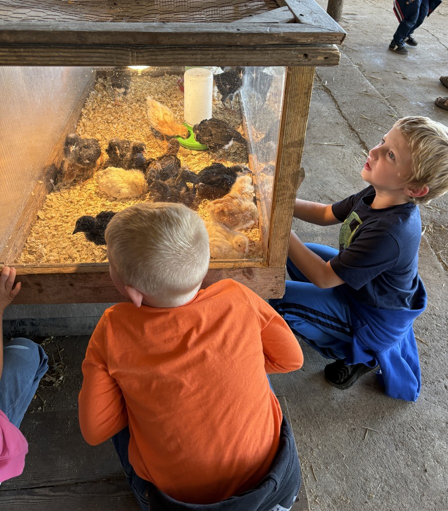 students look at baby chicks at Vesperman farms