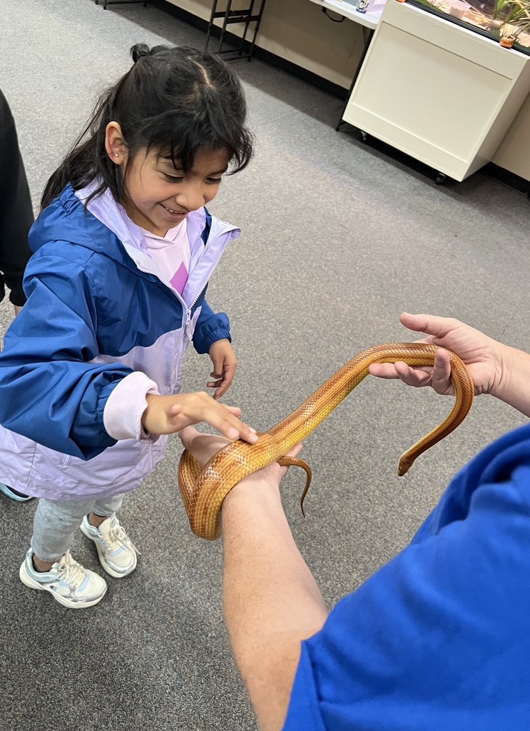 a student touches a snake at the zoo