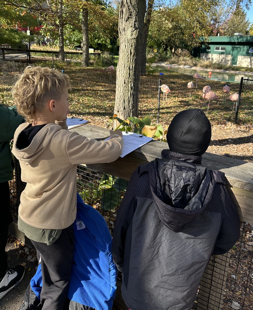 students watch the flamingoes at the zoo