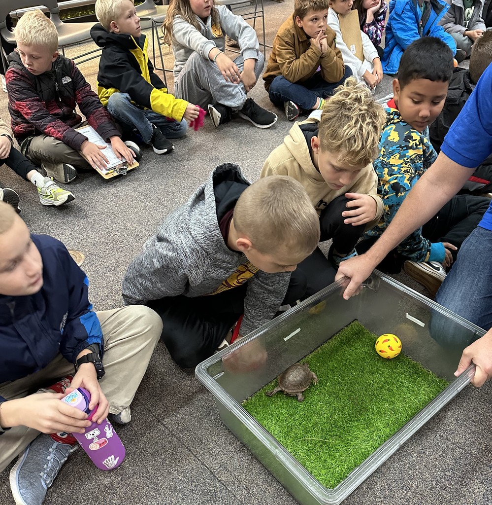 students look up close at a turtle at the zoo