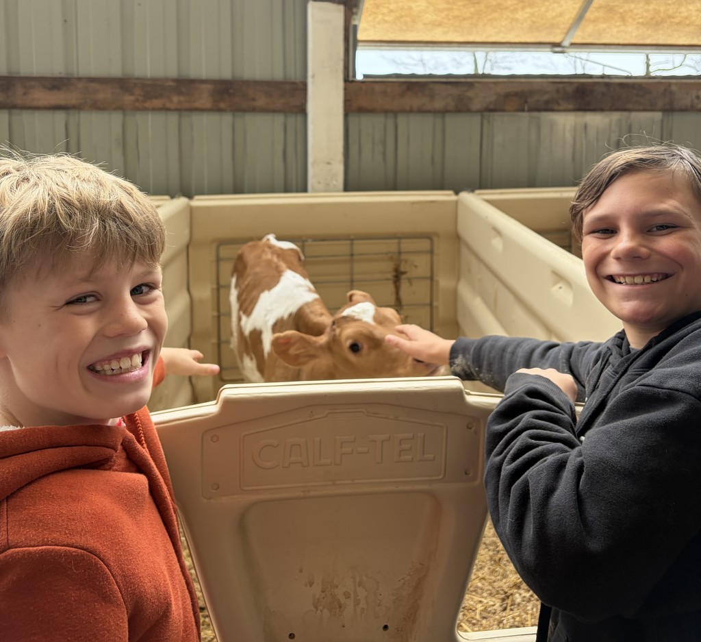 4th grade students pet a calf at a local farm