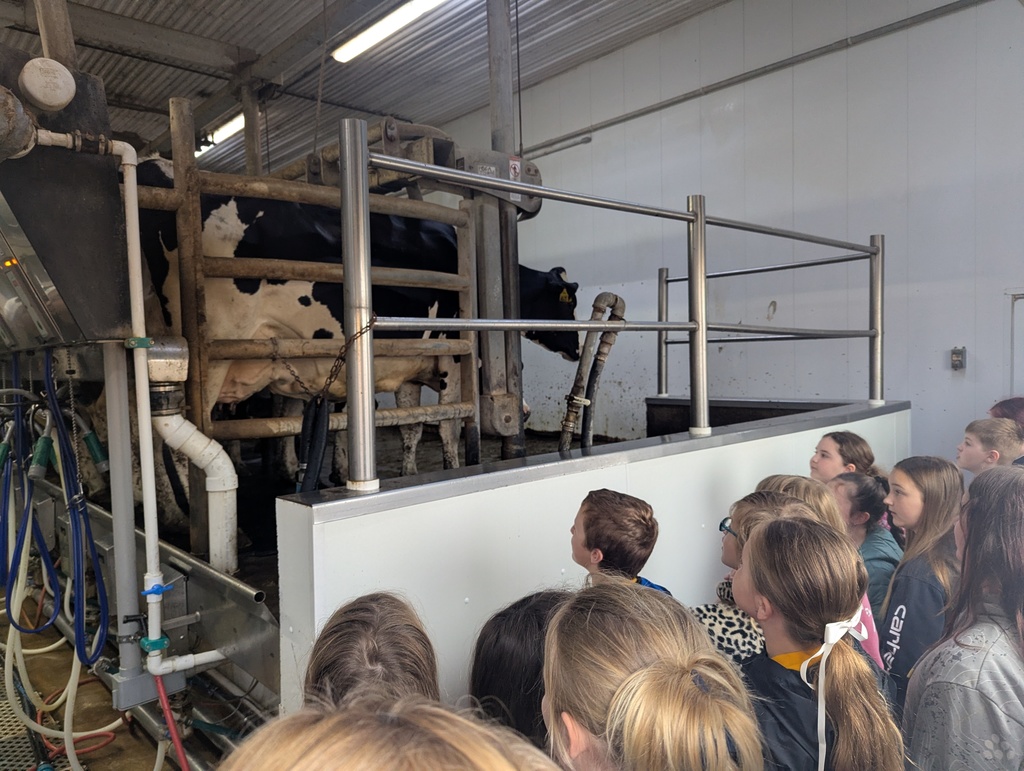 students look at how a milk parlor works on their field trip