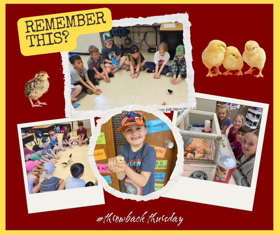 throwback thursday of current 5th graders when they were in 2nd graade with the chicks