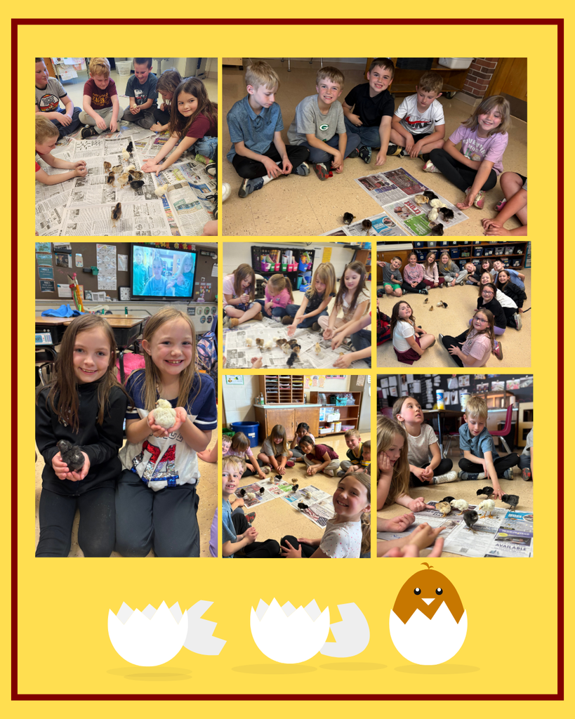 a collage of pics of students interacting with the baby chicks that hatched