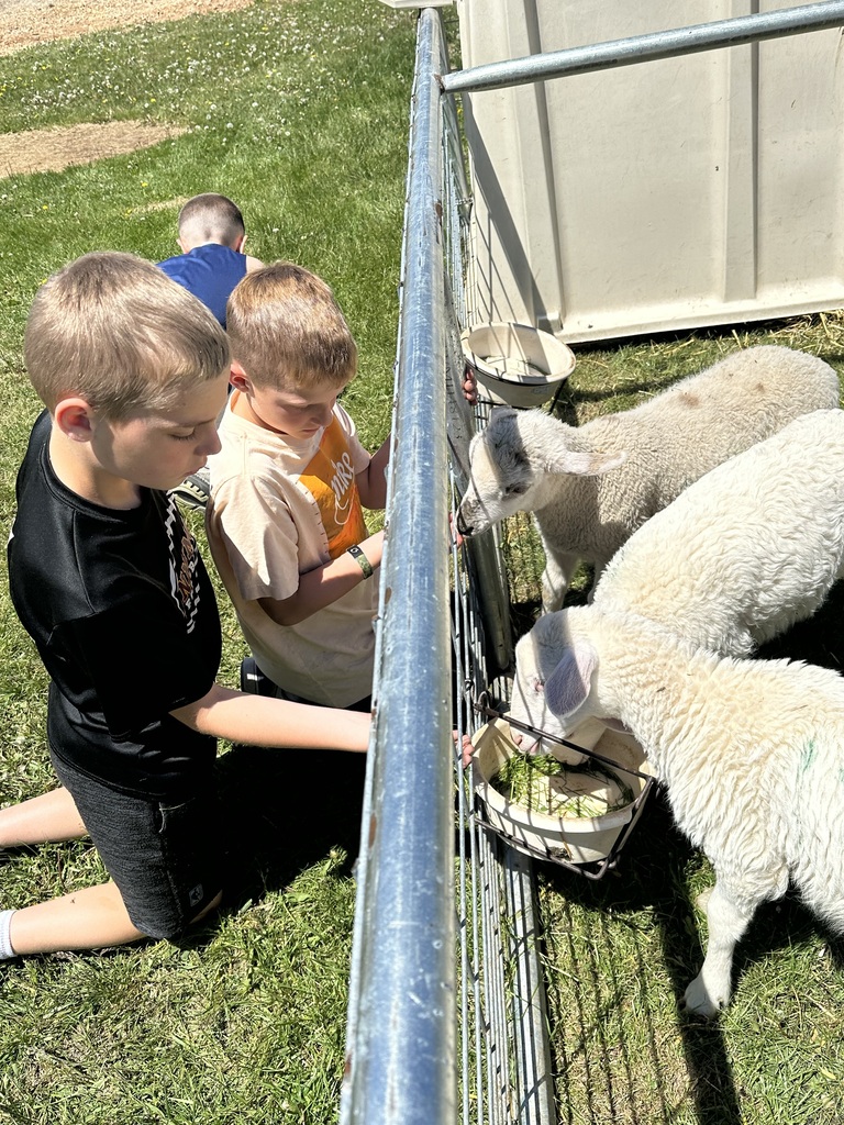 students feed some lambs