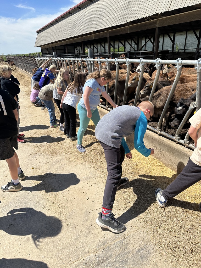 students feed cows