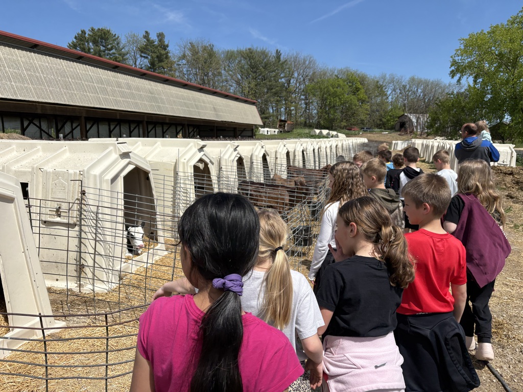 students look at calves in their calf sheds