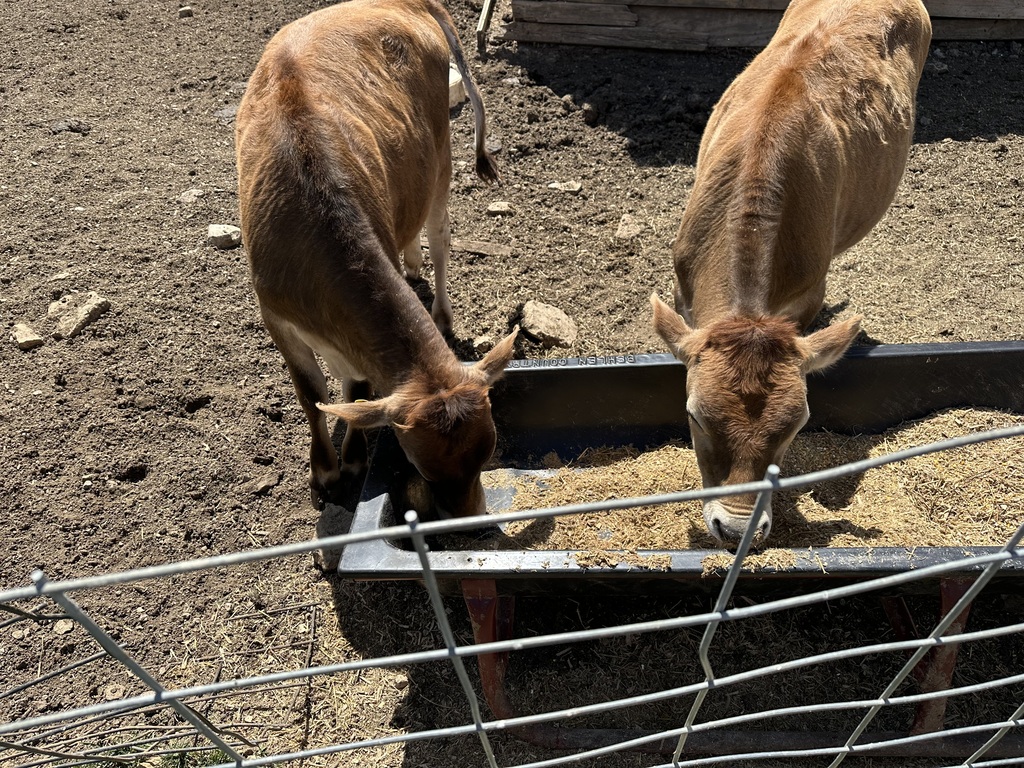 2 calves eating