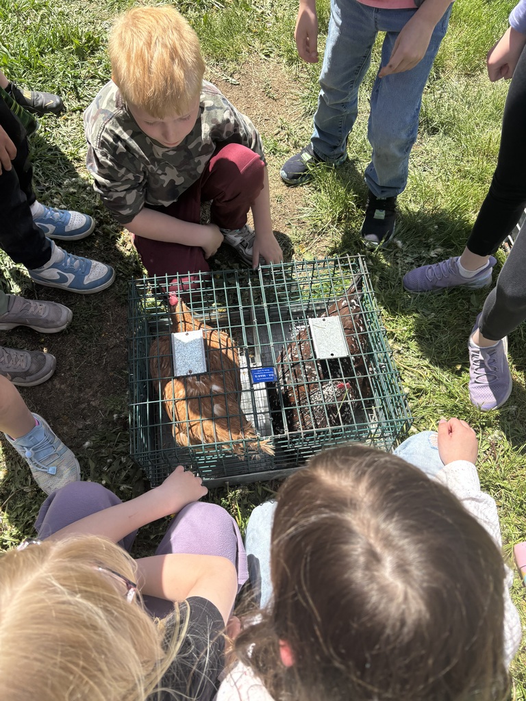 students look at hens in a cage
