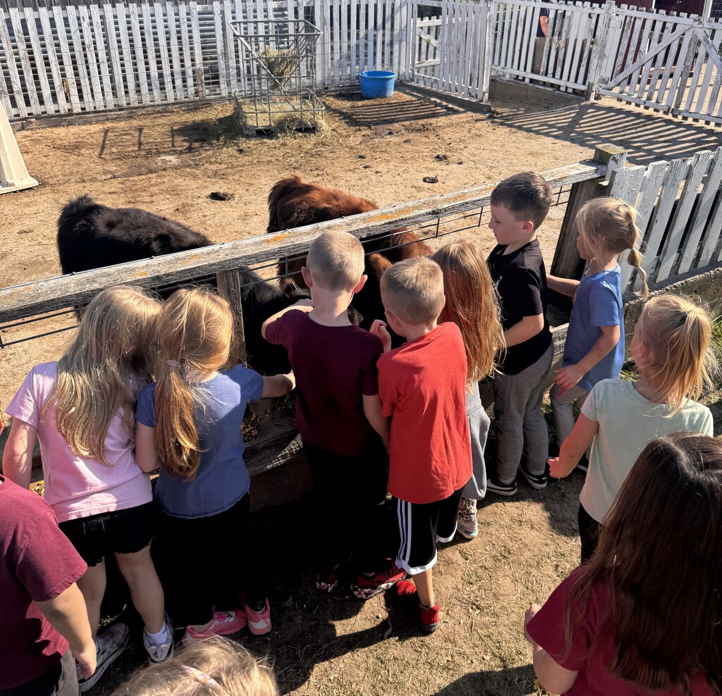 students pet cattle at Vesperman's farms