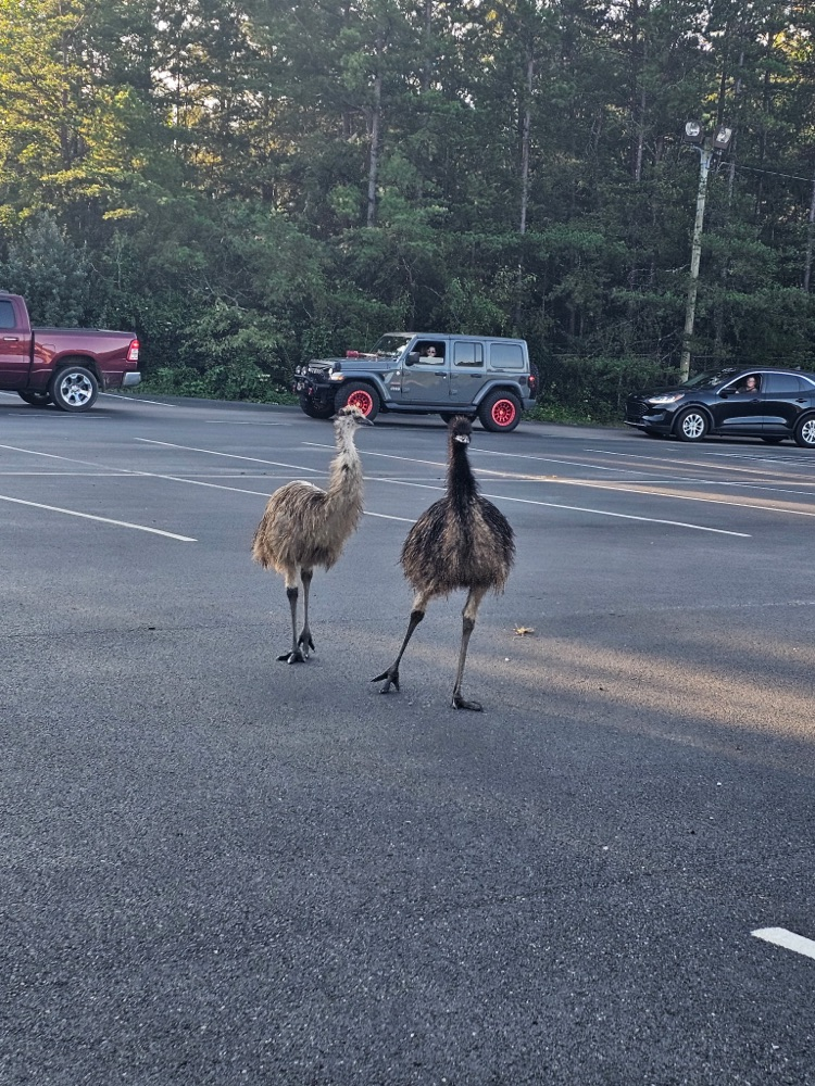 emus