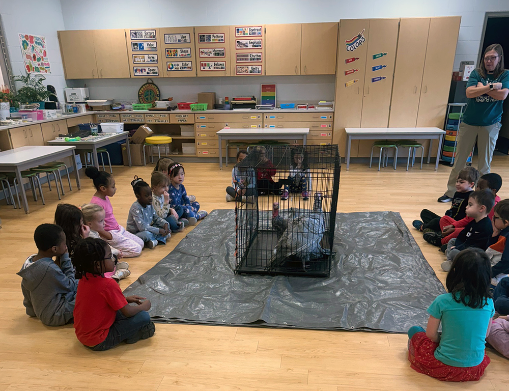 turkeys visit ferndale lower elementary