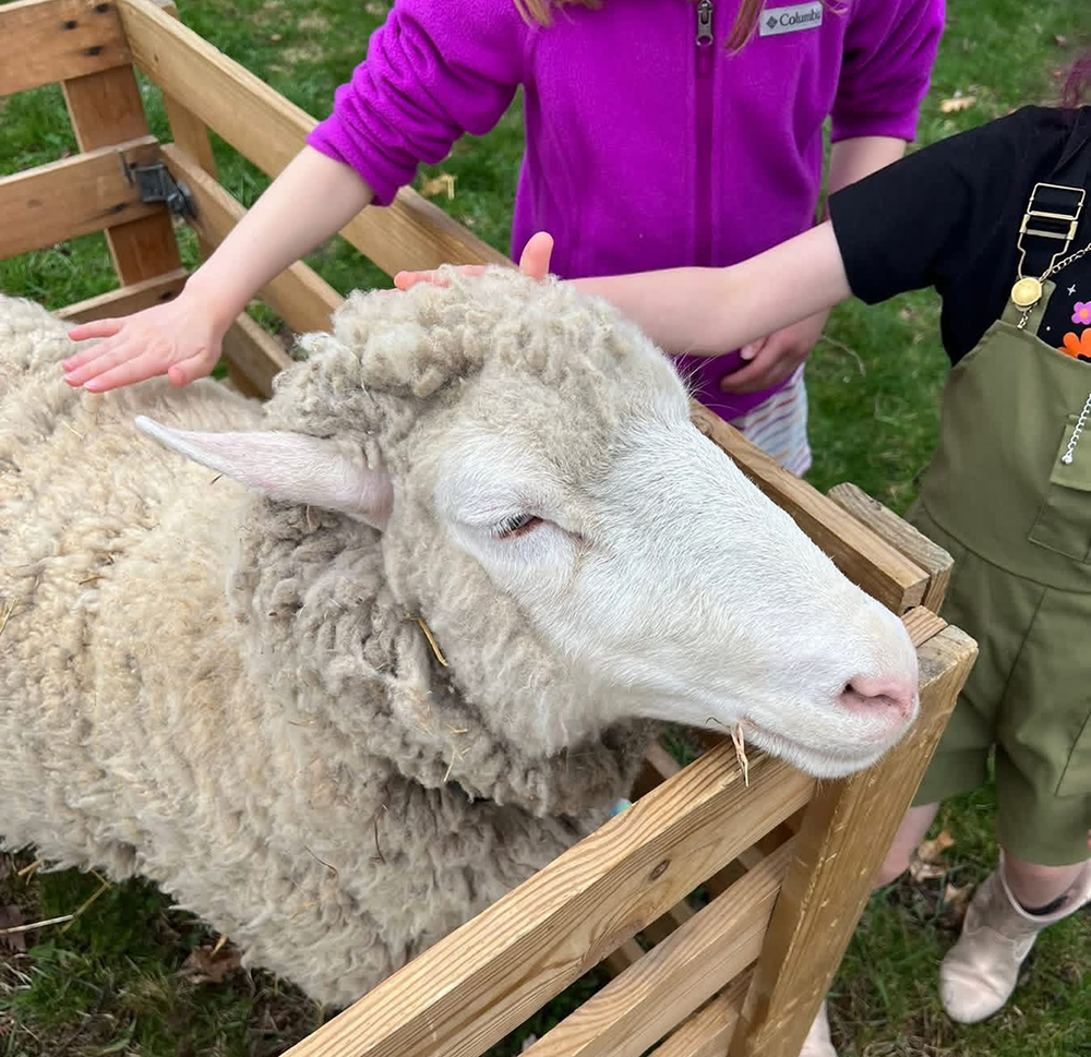 farm animals visits Ferndale Lower Elementary for hands-on learning experience