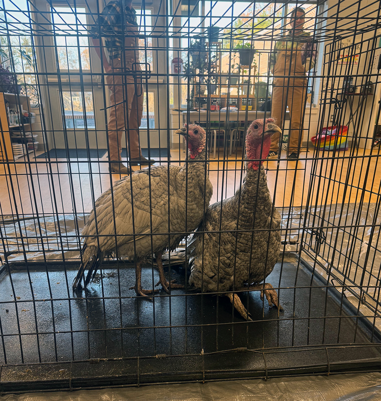 turkeys visit ferndale lower elementary