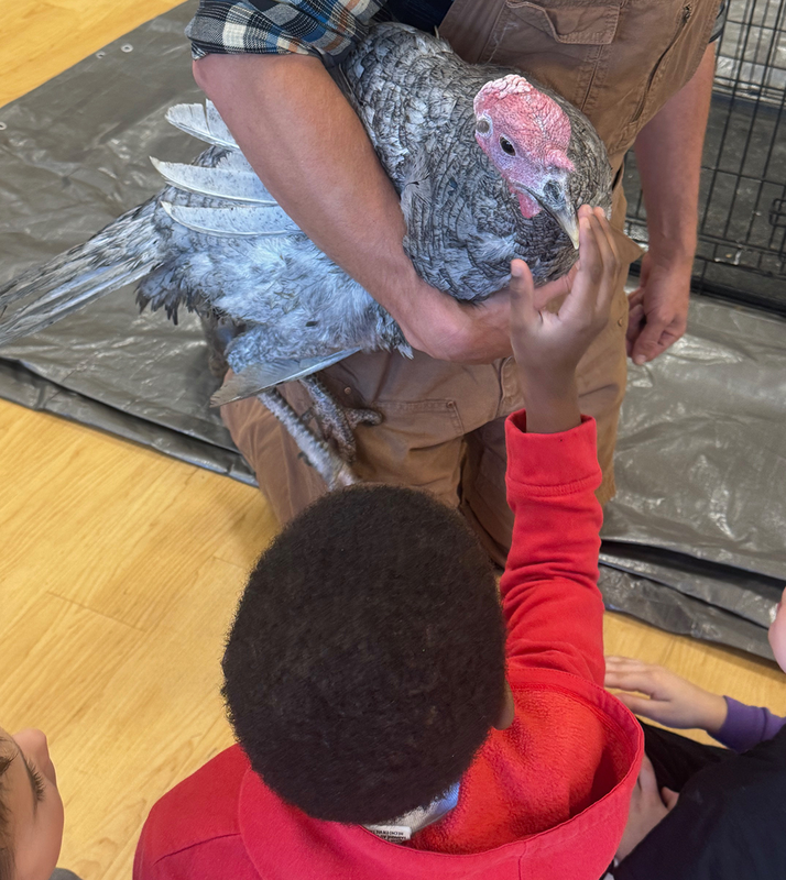turkeys visit ferndale lower elementary