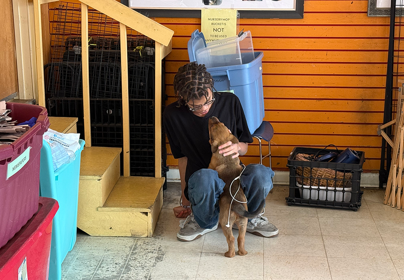 UHS student volunteers support animal welfare society