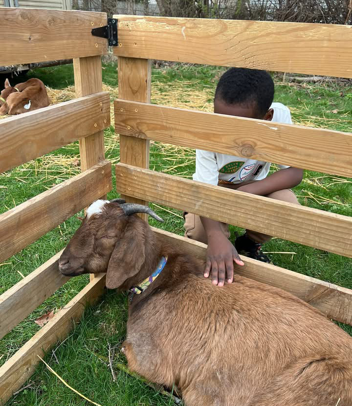 farm animals visits Ferndale Lower Elementary for hands-on learning experience