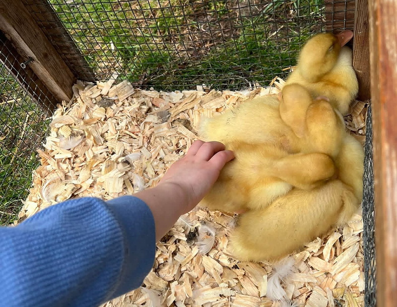 farm animals visits Ferndale Lower Elementary for hands-on learning experience