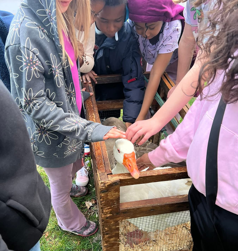 farm animals visits Ferndale Lower Elementary for hands-on learning experience