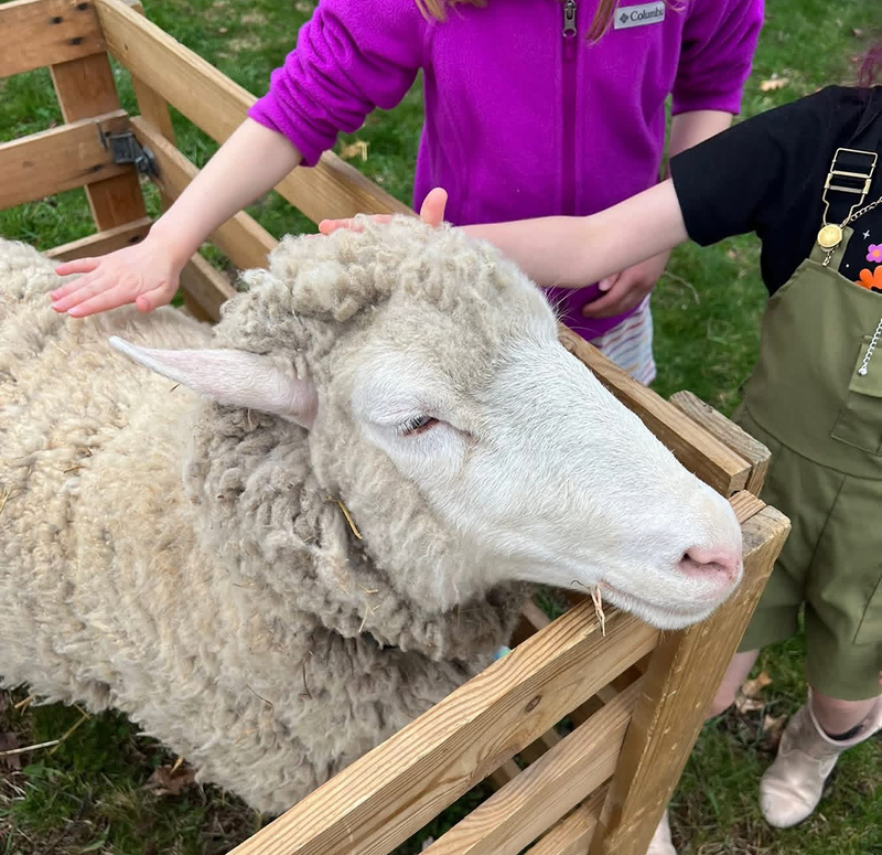 farm animals visits Ferndale Lower Elementary for hands-on learning experience