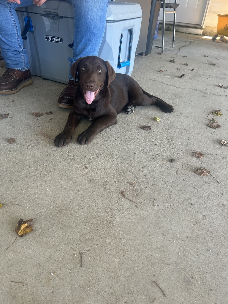 Lab Puppy 