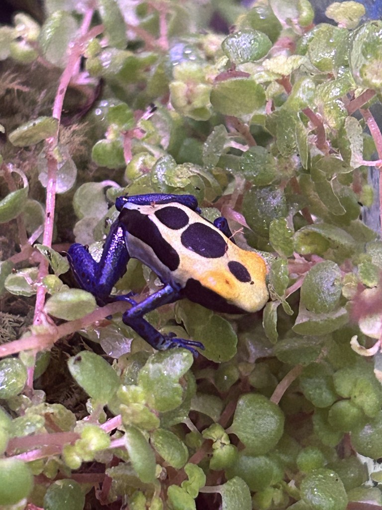 frogs