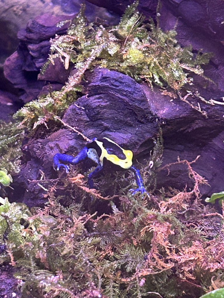frogs 2