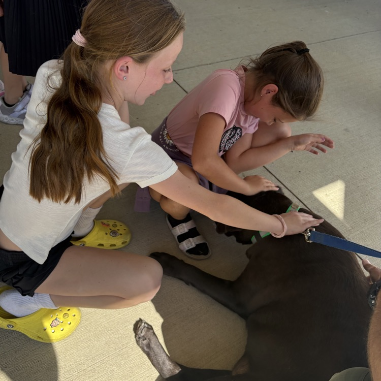 service dog