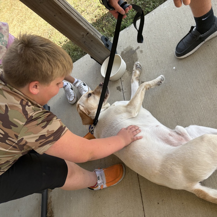 service dog
