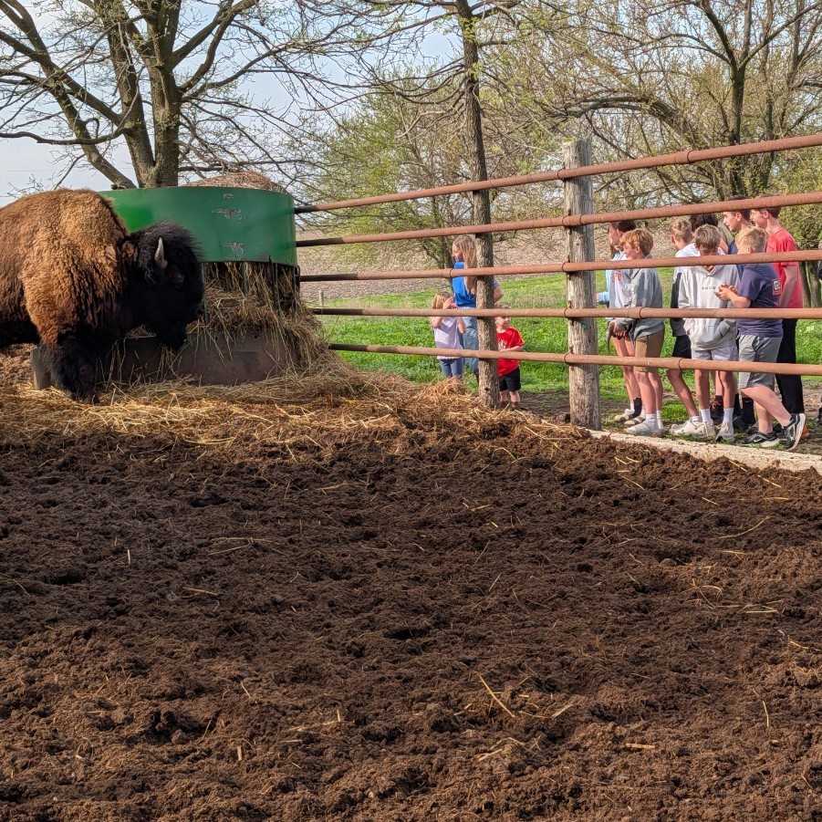 7th graders visited bison at Reclaim Ranch, explored the Sangamon River Forest Preserve, and ate bison heart as past of our US History Westward Expansion unit.