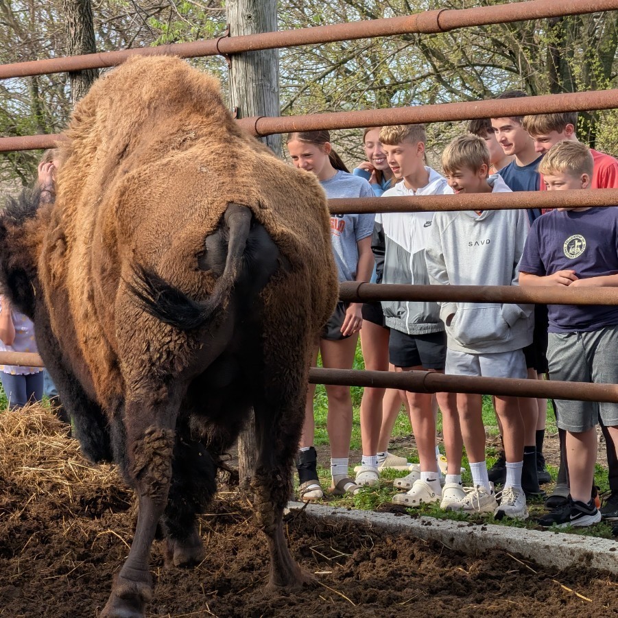 7th graders visited bison at Reclaim Ranch, explored the Sangamon River Forest Preserve, and ate bison heart as past of our US History Westward Expansion unit.