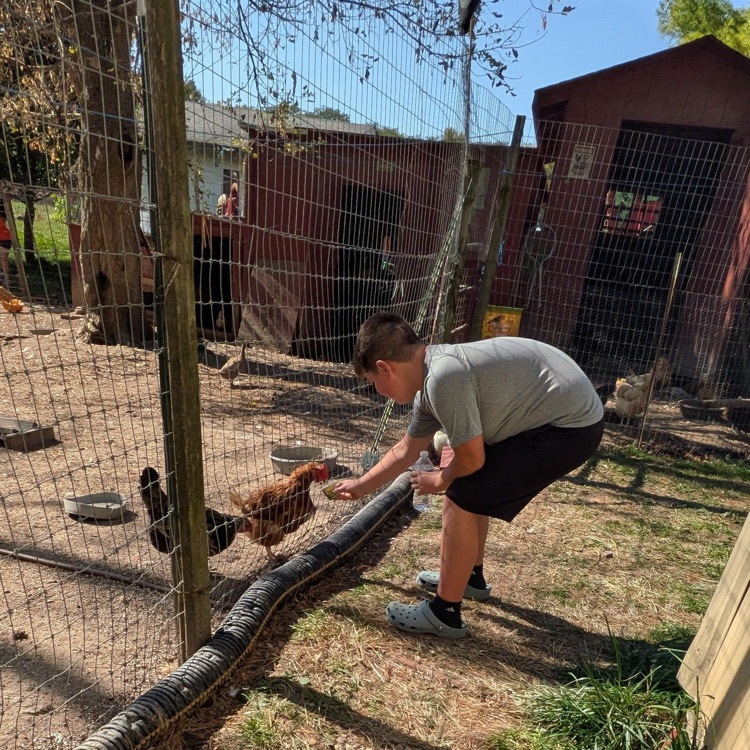 Feeding the Animals