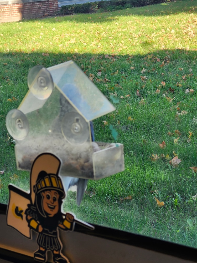    Bluey is so happy Flat Sparty fed him