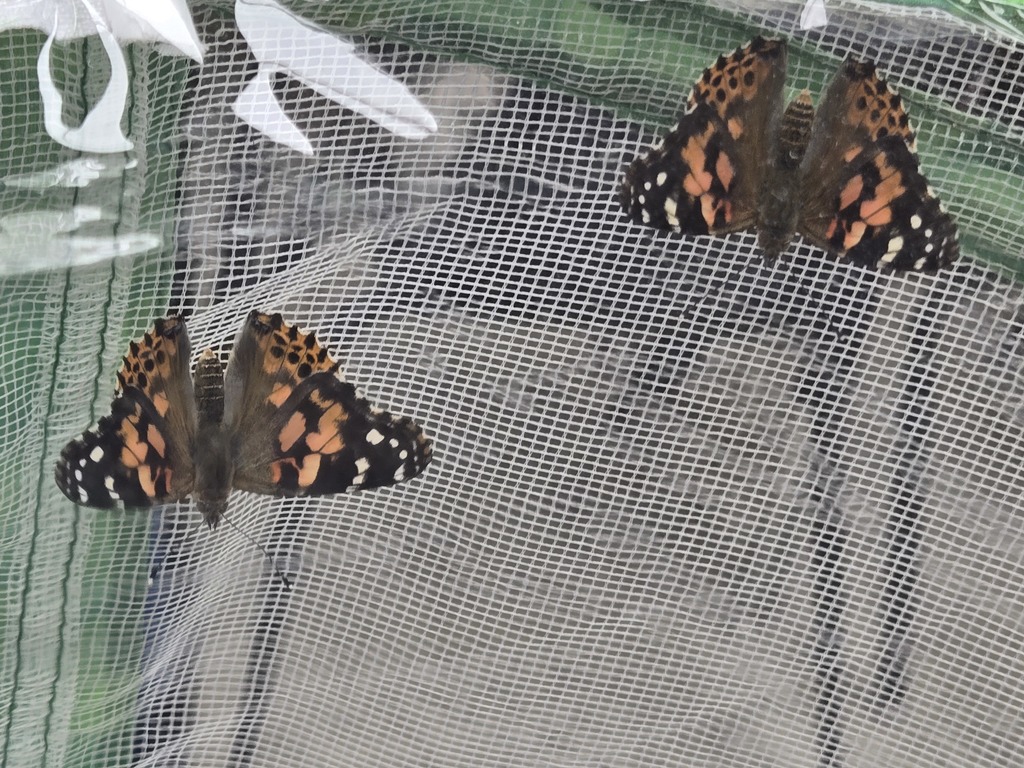 hatched