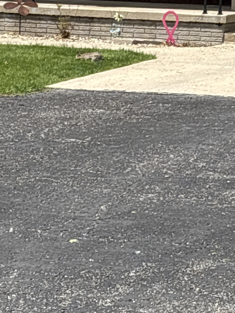 Finally saw a bunny