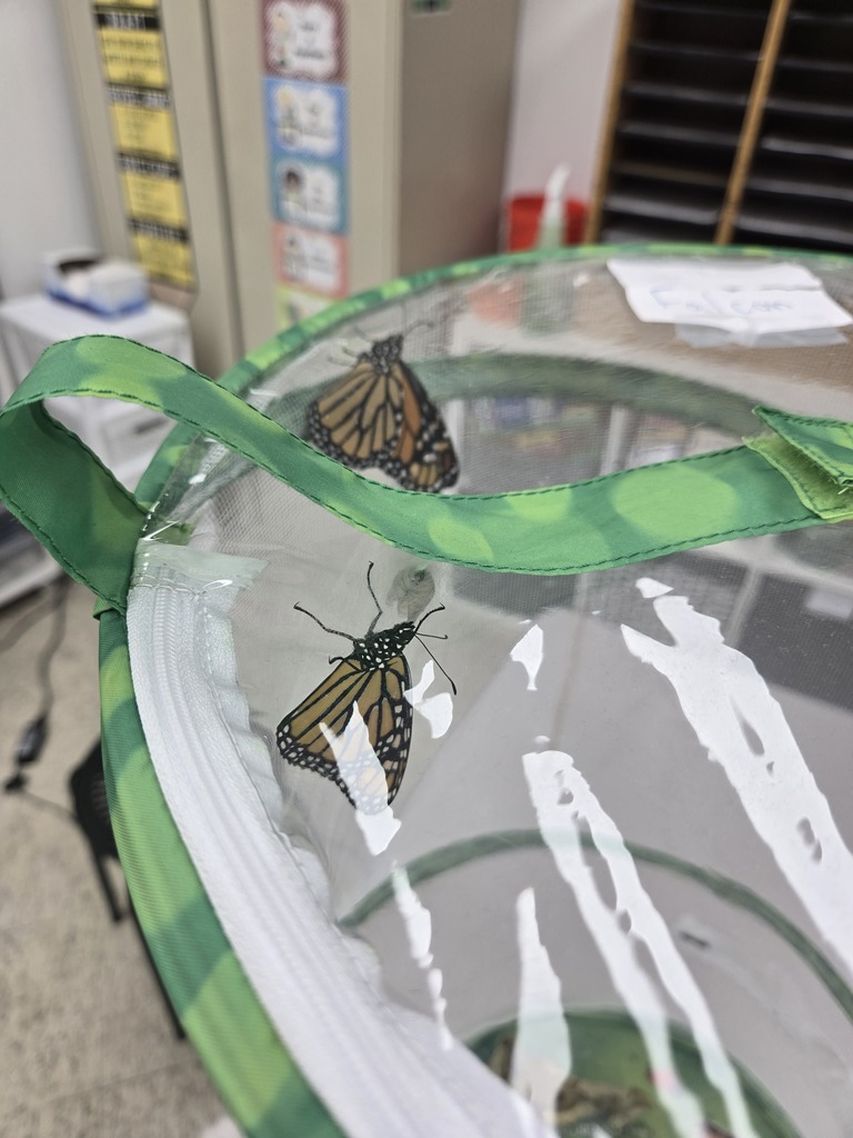 open wingshatched