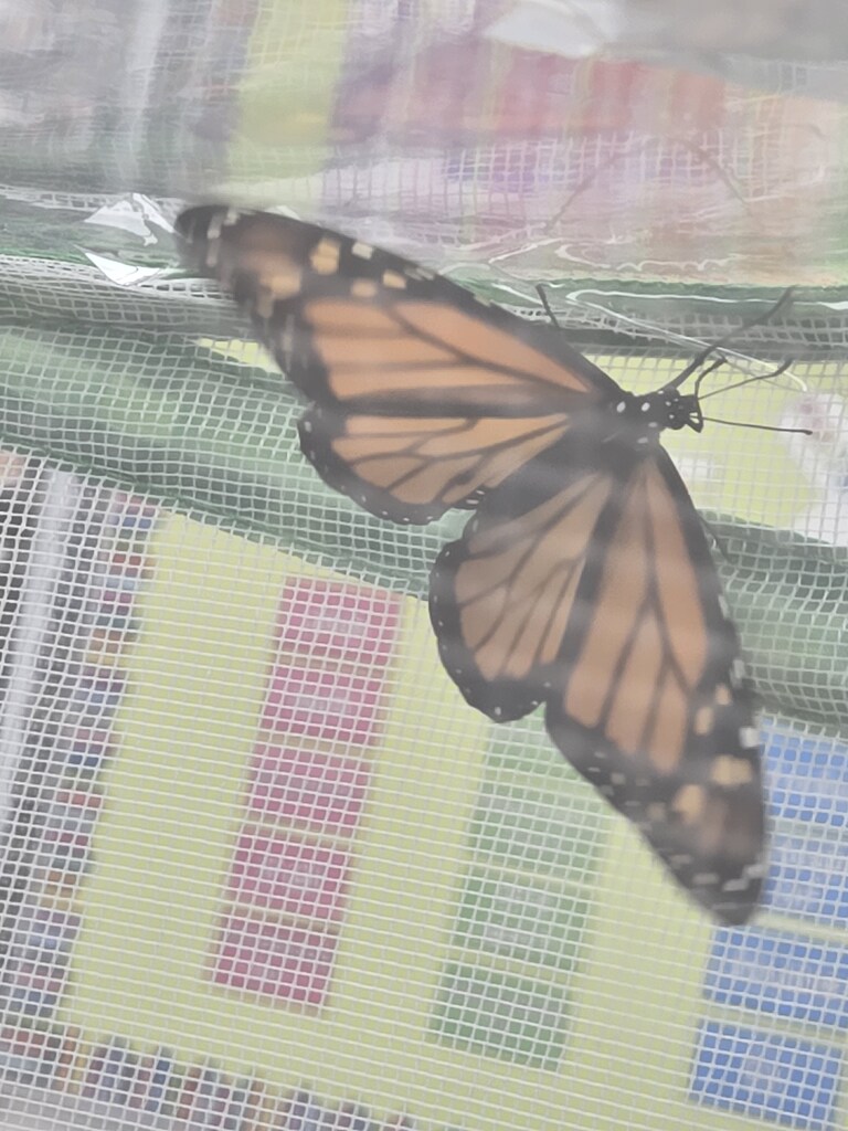 open wings