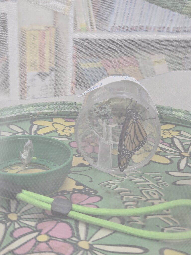 hatched