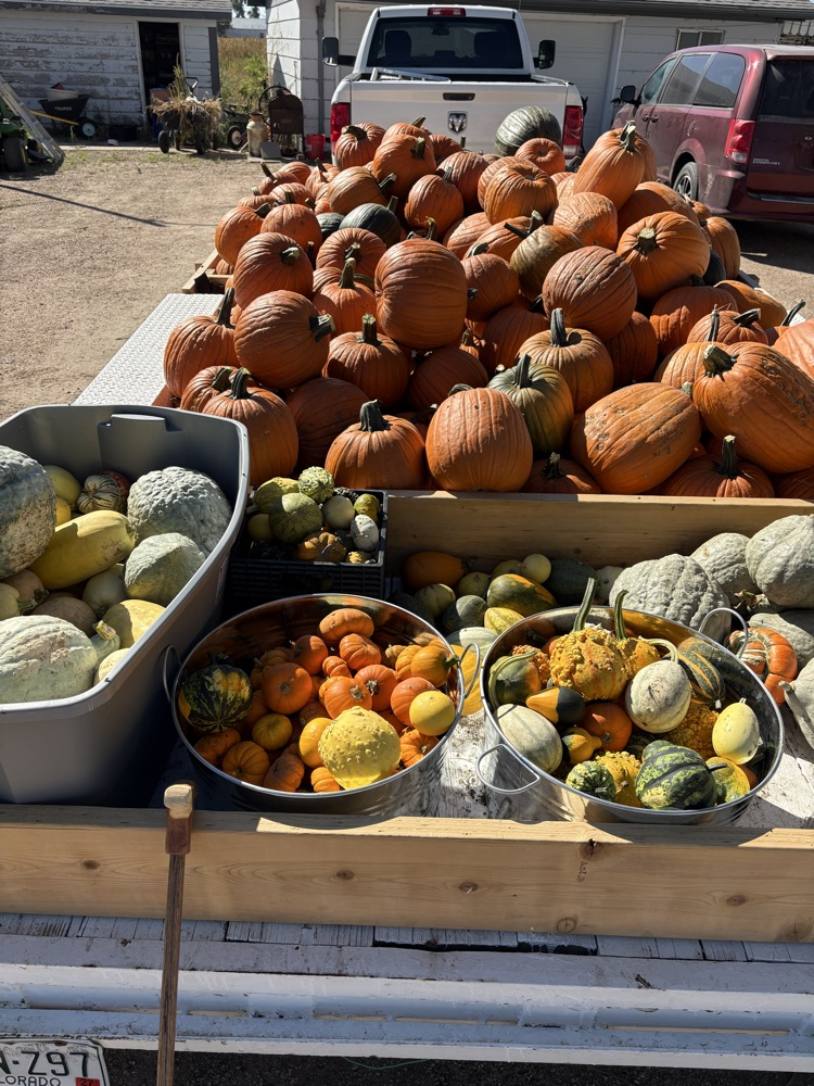 Stahley pumpkin