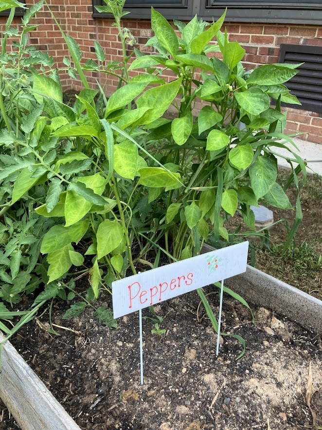 pepper