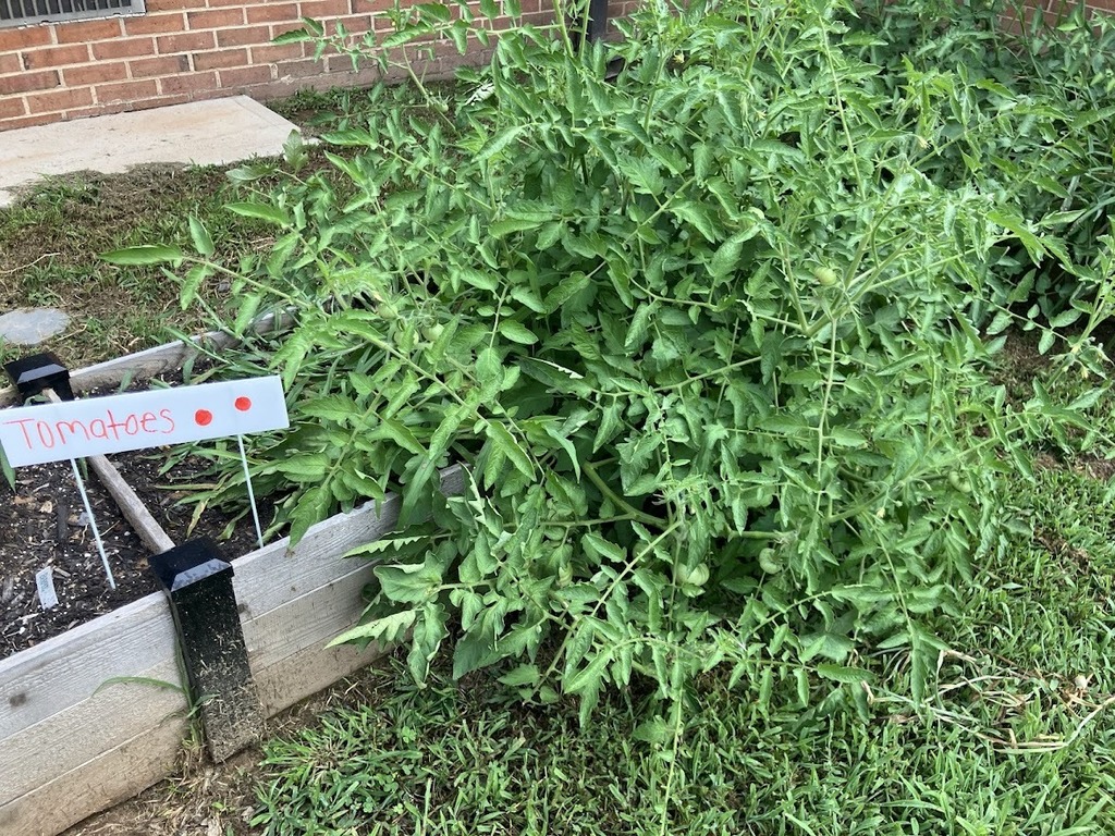 tomatoes