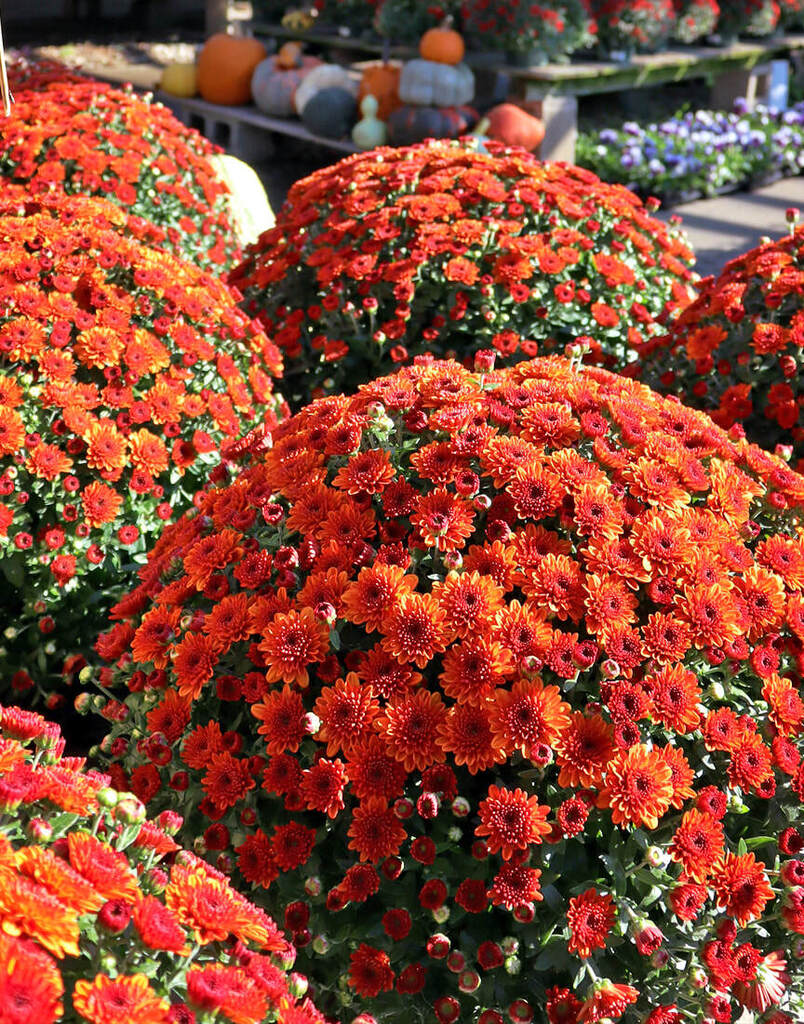 PTO Fall Plant & Mum Sale!