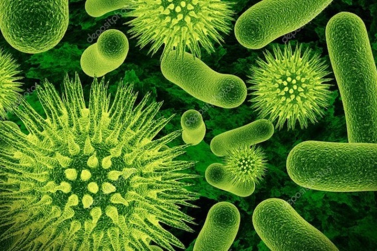 germ