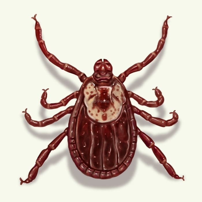 tick