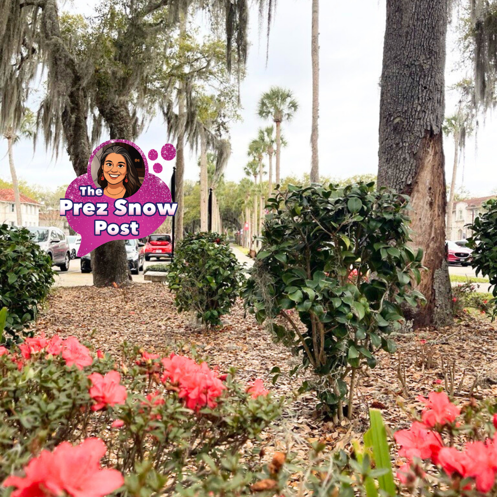 Flowering azalea bushes with bright pink blooms in the foreground, set in a mulched garden bed. Behind them are several medium-sized green shrubs and tall trees, including large oaks draped with Spanish moss. In the distance, a row of tall palm trees (Palm Row) line a sidewalk with parked cars on both sides.  The Deaf Department Boarding Program buildings with red tiled roofs appear partially visible through the trees under a partly cloudy sky.