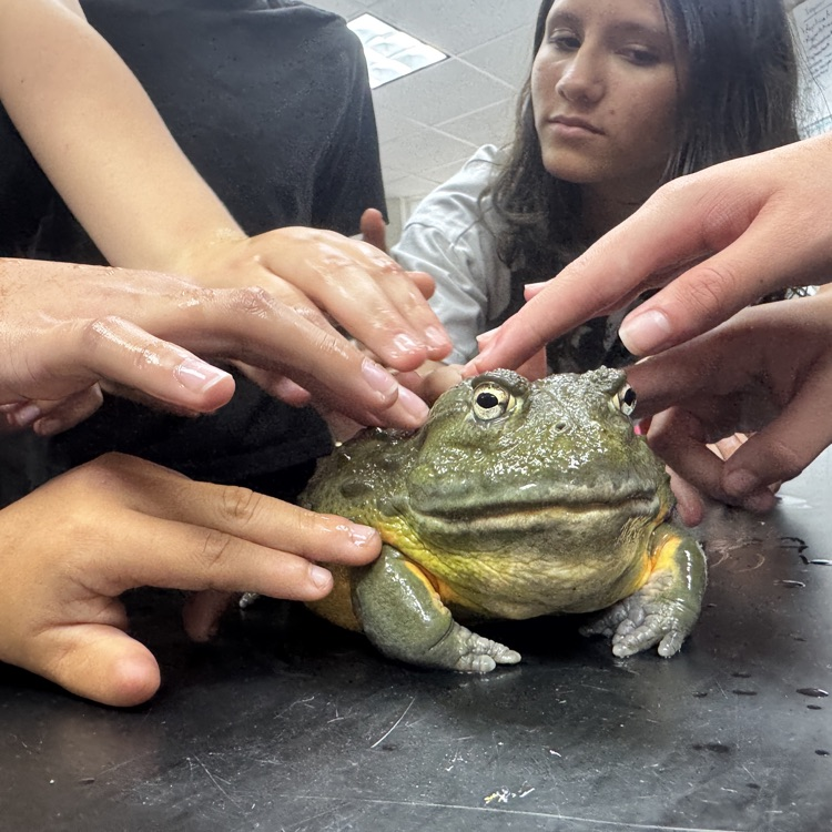 large frog