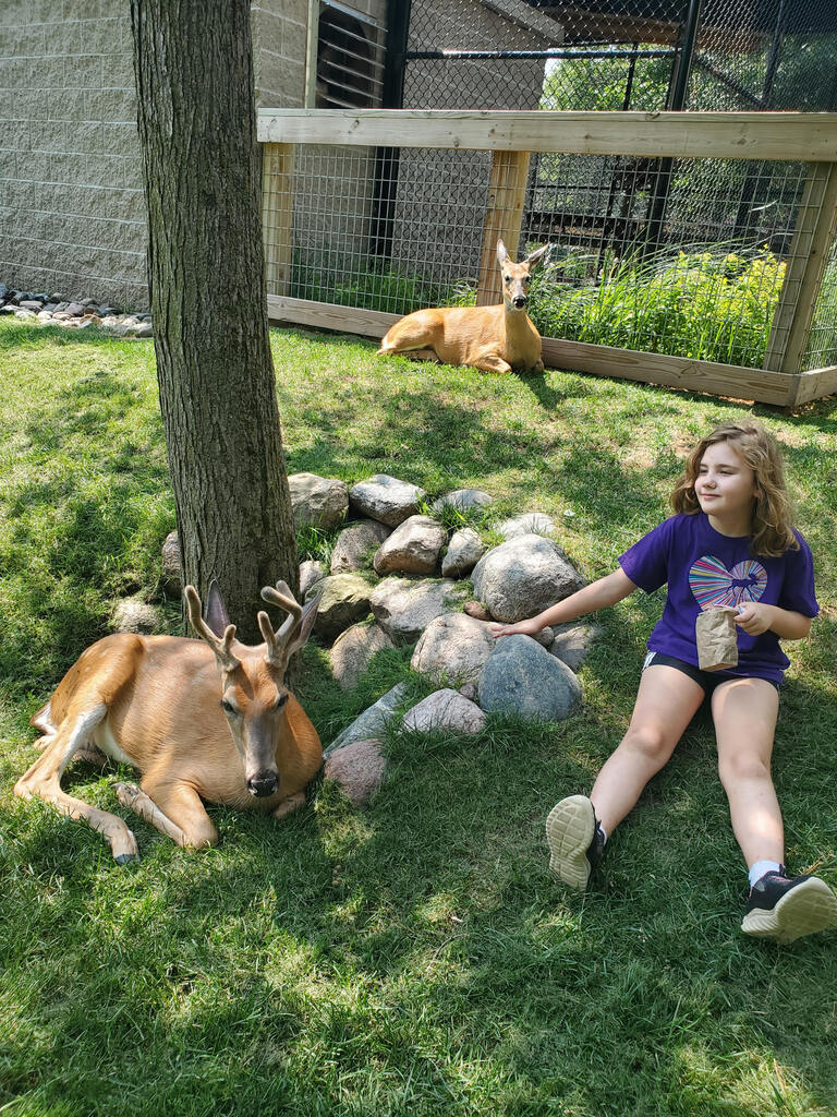 child feeding deer