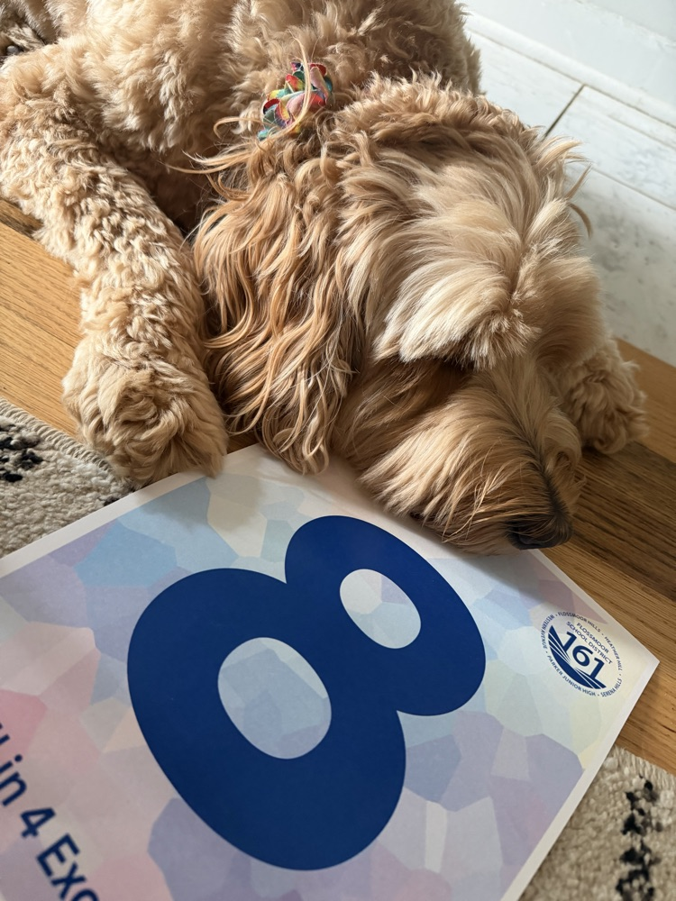 dog with the number 8
