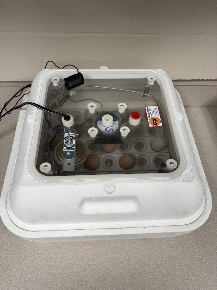 The first grade classes have incubators in our classrooms. The first week in May we hope to have chicks hatching!